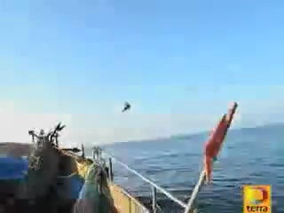 Рыбаки засняли, как ВВС пытались сбить НЛО.